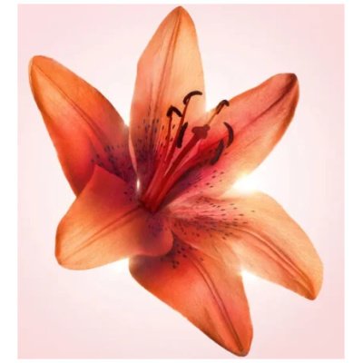 VICTOR&ROLF FLOWERBOMB TIGER LILY DAMA